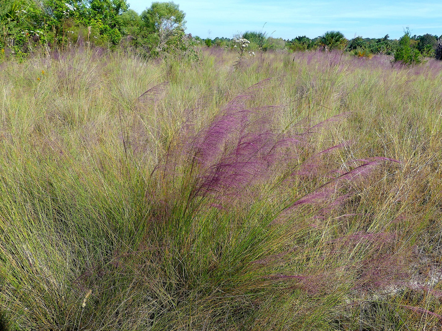 Pink muhly grass, Muhlenbergia capillaris, 32 cell plug flat