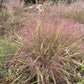 Purple love grass, Eragrostis spectabilis, 32 cell plug flat