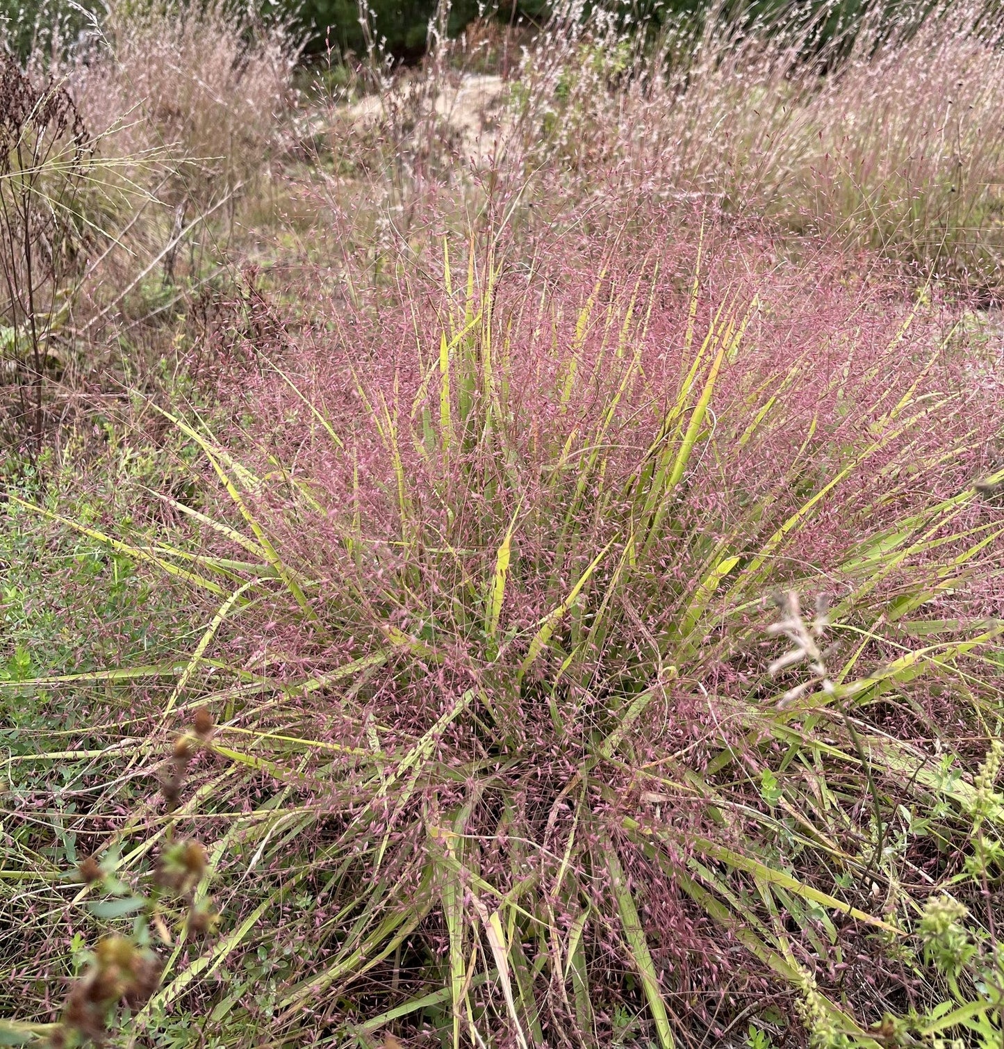 Purple love grass, Eragrostis spectabilis, 32 cell plug flat