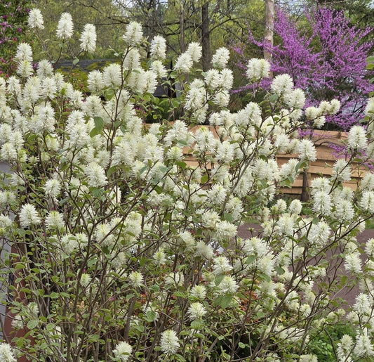 'Mount Airy' Witch Alder, Fothergilla x intermedia 'Mount Airy'