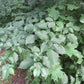 Pagoda dogwood, Cornus alternifolia