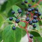 Pagoda dogwood, Cornus alternifolia
