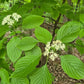 Pagoda dogwood, Cornus alternifolia