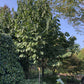 Pawpaw, Asimina triloba