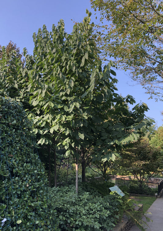 Pawpaw, Asimina triloba