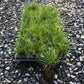 32 cell flat of penn sedge