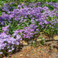 Creeping Woodland Phlox, Phlox divaricata