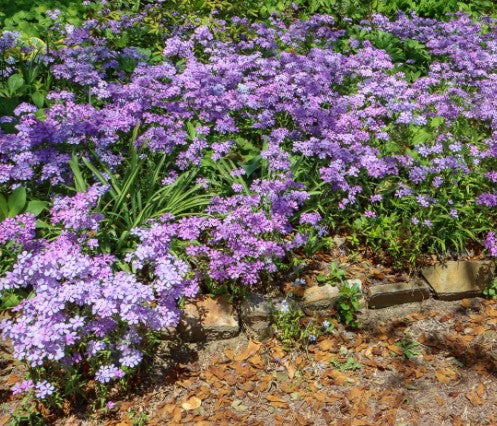 Creeping Woodland Phlox, Phlox divaricata