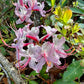 Roseshell azalea, Rhododendron prinophyllum