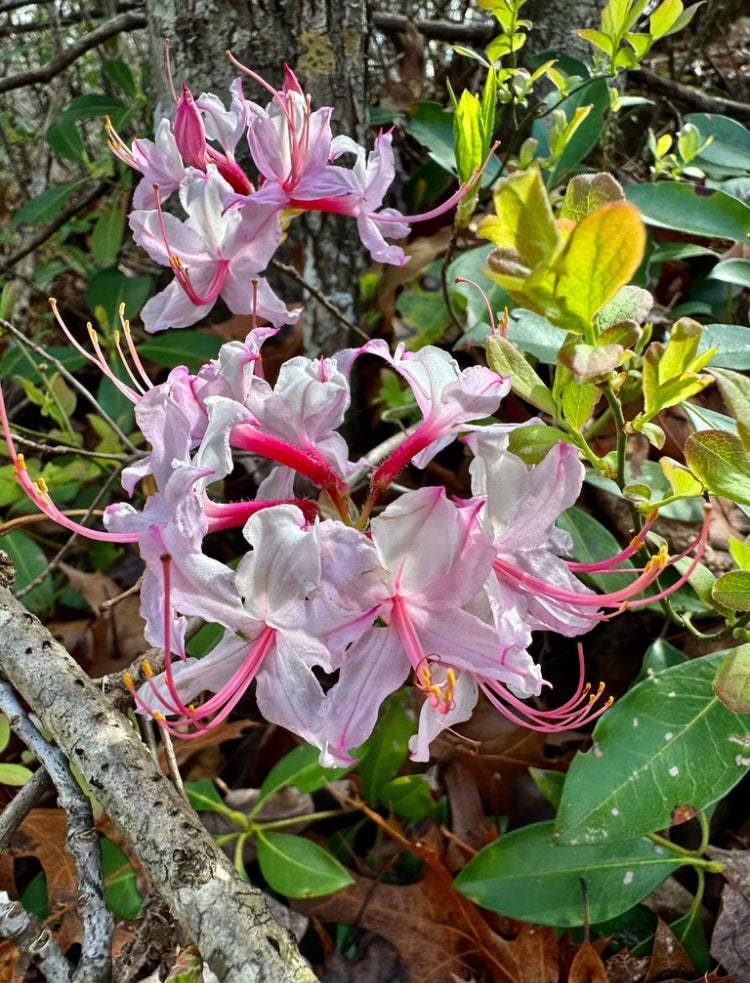 Roseshell azalea, Rhododendron prinophyllum – Flower Moon Nursery