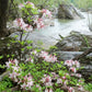 Roseshell azalea, Rhododendron prinophyllum