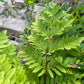 Royal Fern, Osmunda spectabilis