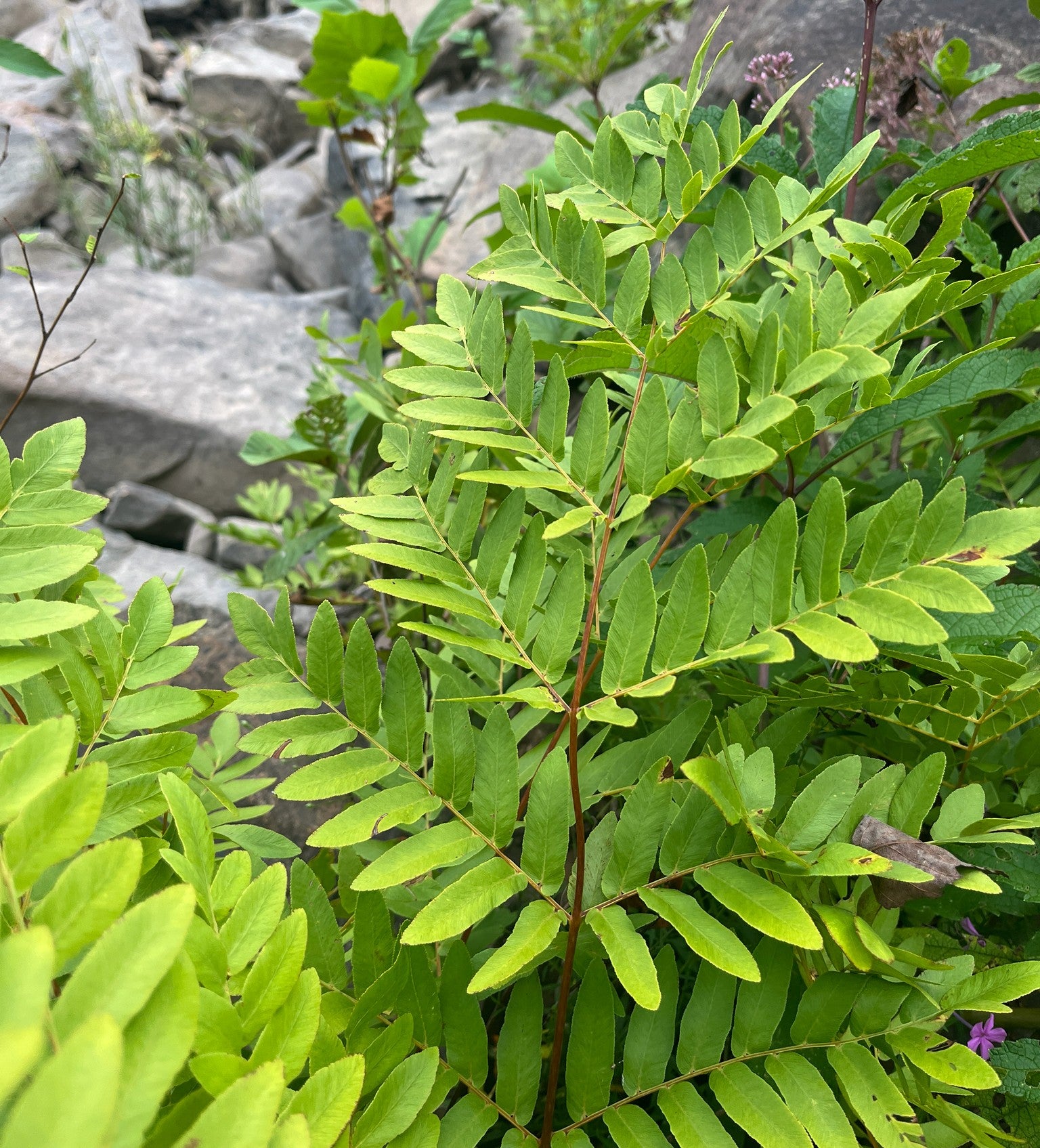 Royal Fern, Osmunda spectabilis