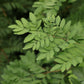 Royal Fern, Osmunda spectabilis