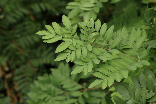 Royal Fern, Osmunda spectabilis
