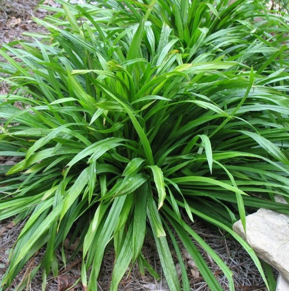 Seersucker Sedge, Carex plantaginea, 32 cell plug flat