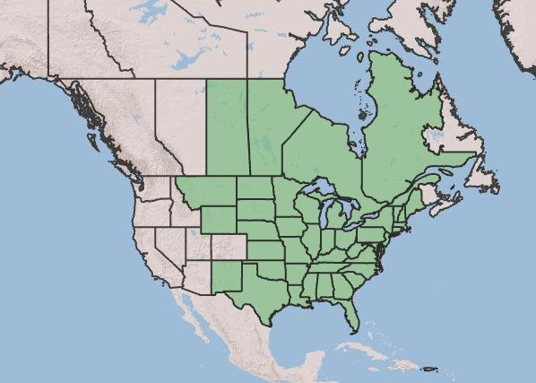 Solomon’s Seal, Polygonatum biflorum