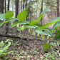 Solomon’s Seal, Polygonatum biflorum