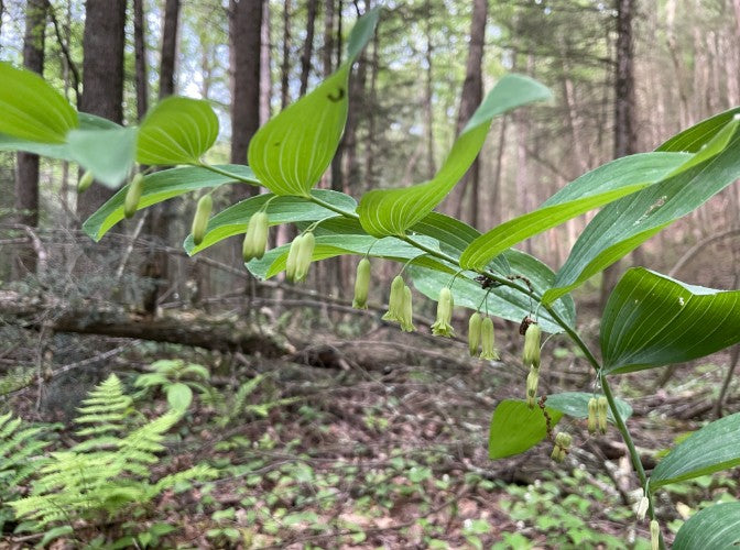 Solomon’s Seal, Polygonatum biflorum