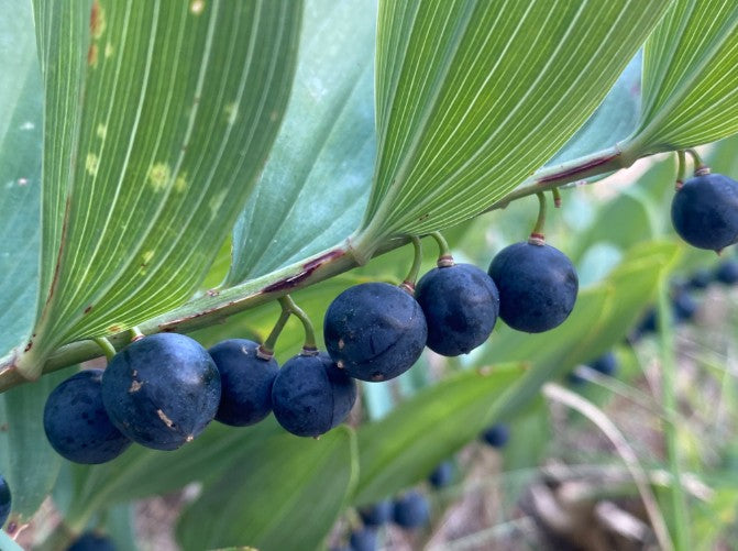 Solomon’s Seal, Polygonatum biflorum