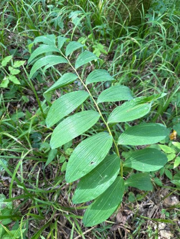 Solomon’s Seal, Polygonatum biflorum