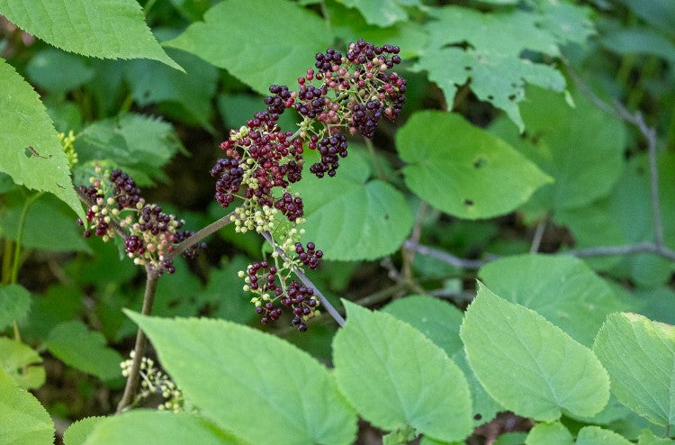 American spikenard, Aralia racemosa