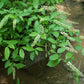 Virginia sweetspire, Itea virginica