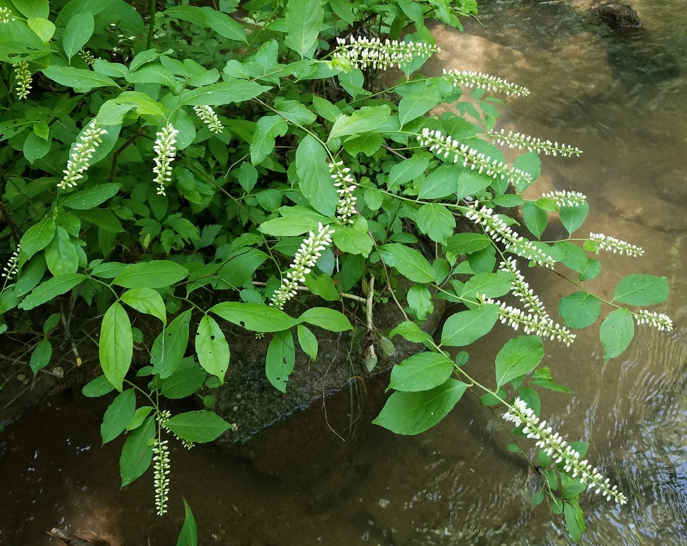 Virginia sweetspire, Itea virginica