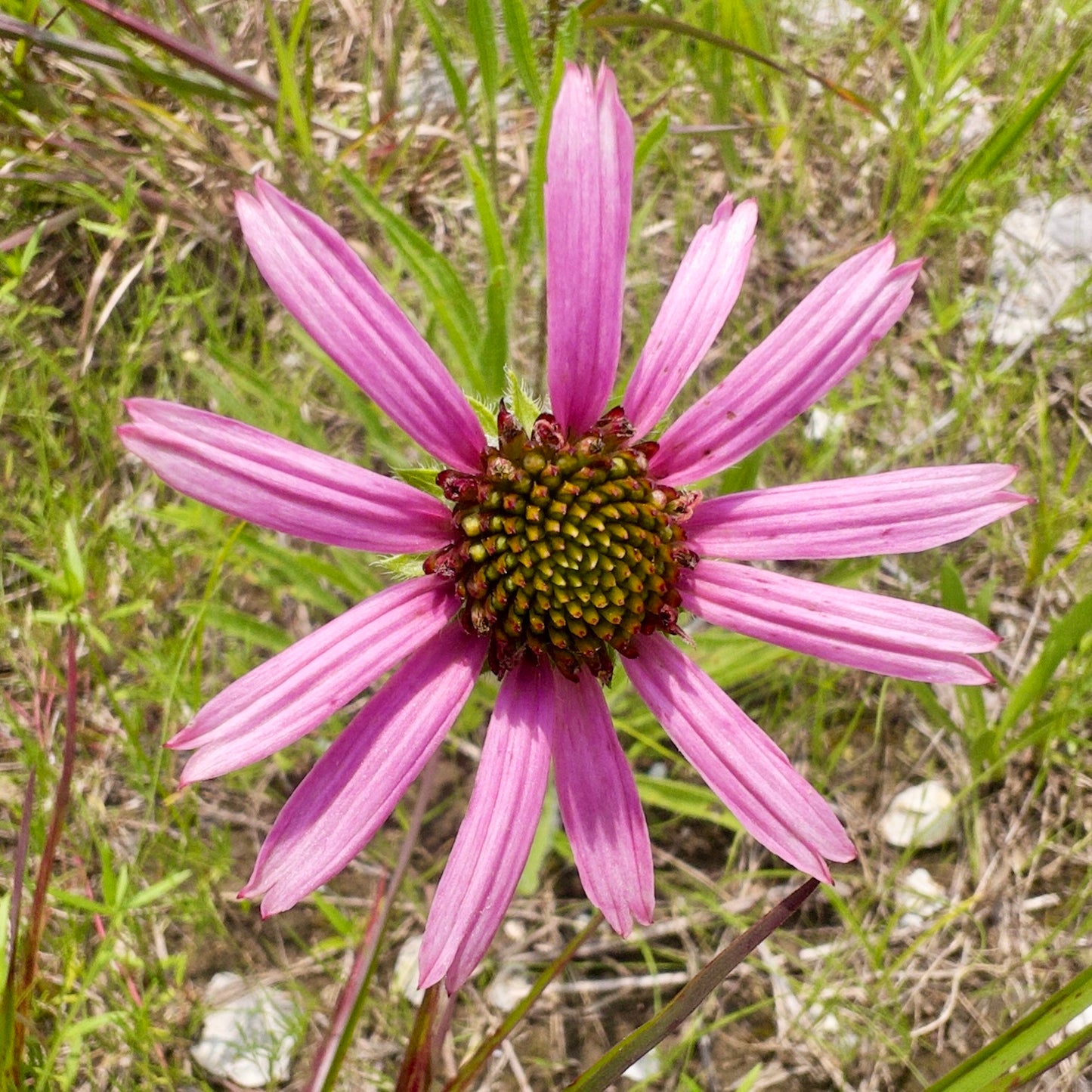 Tennessee Coneflower, Echinacea tennesseensis