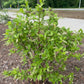 Virginia sweetspire, Itea virginica