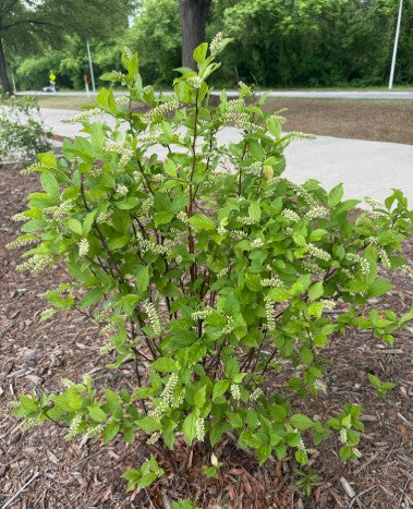 Virginia sweetspire, Itea virginica