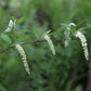 Virginia sweetspire, Itea virginica
