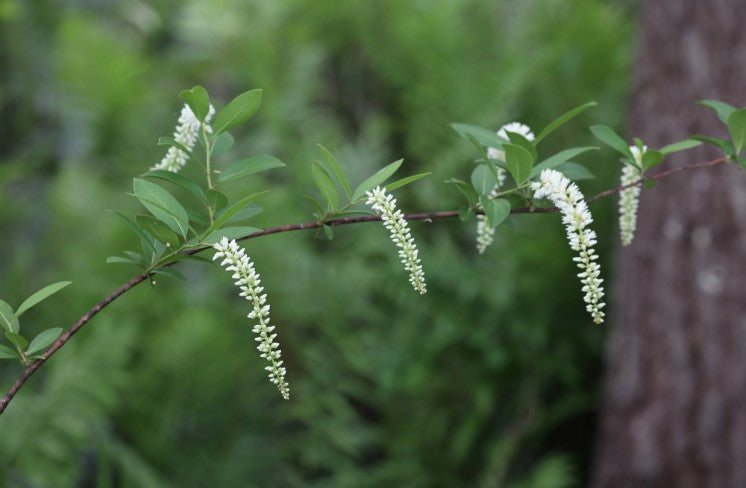 Virginia sweetspire, Itea virginica
