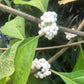 White American Beautyberry, Callicarpa americana var. lactea