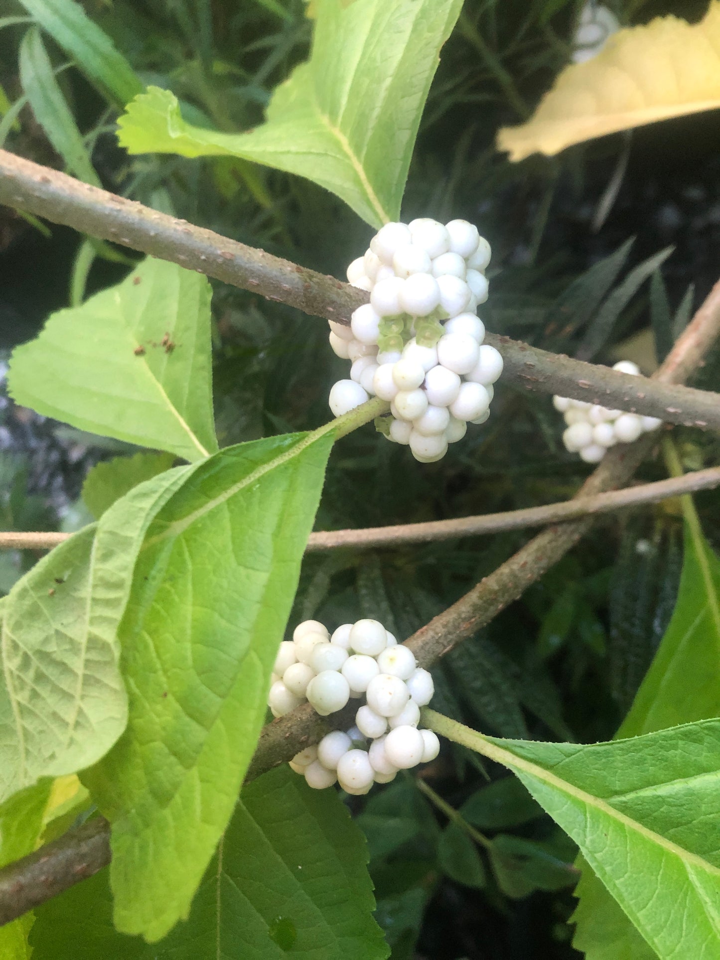 White American Beautyberry, Callicarpa americana var. lactea