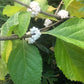 White American Beautyberry, Callicarpa americana var. lactea