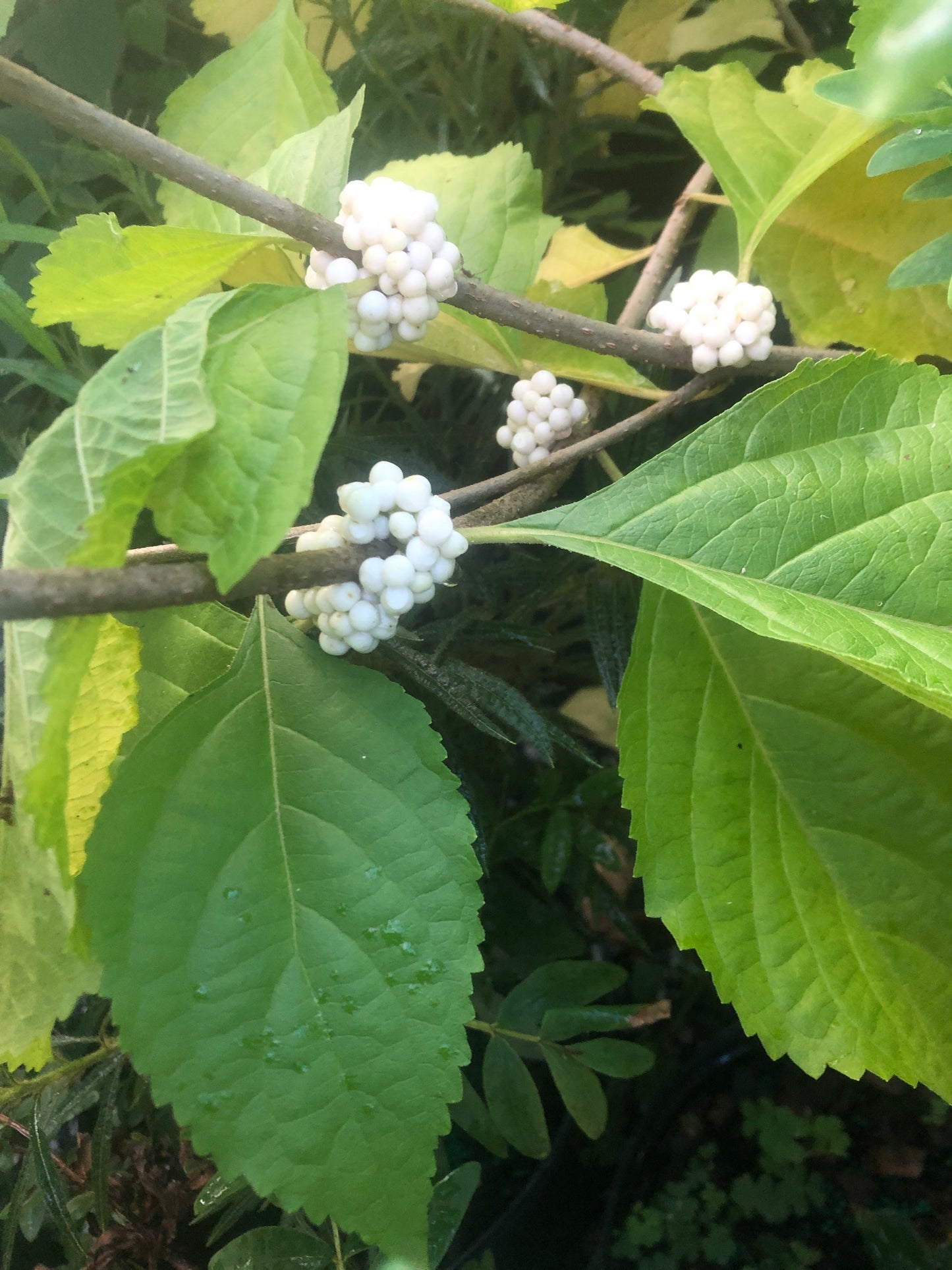 White American Beautyberry, Callicarpa americana var. lactea