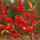 Winter Red Winterberry, Ilex verticillata 'Winter Red'