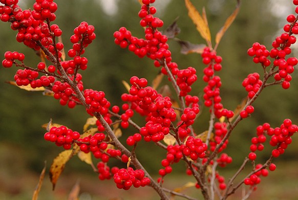 Winter Red Winterberry, Ilex verticillata 'Winter Red'