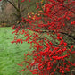 Winter Red Winterberry, Ilex verticillata 'Winter Red'