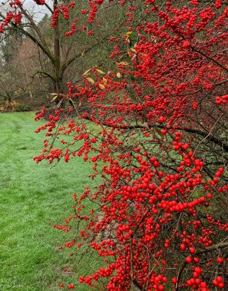 Winter Red Winterberry, Ilex verticillata 'Winter Red'