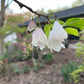 Pale pink bell shaped flowers of Carolina silverbells, Halesia tetraptera