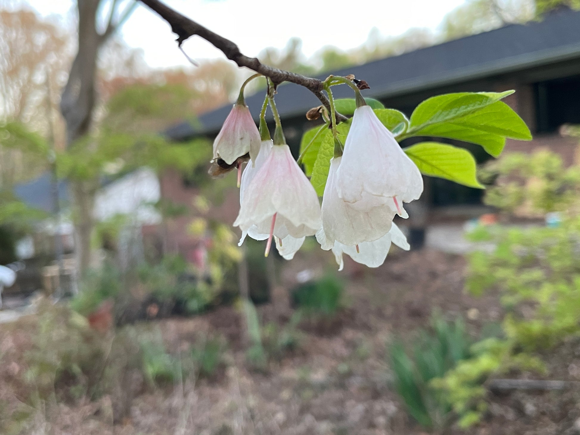 Pale pink bell shaped flowers of Carolina silverbells, Halesia tetraptera