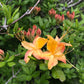 Flame azalea orange flower