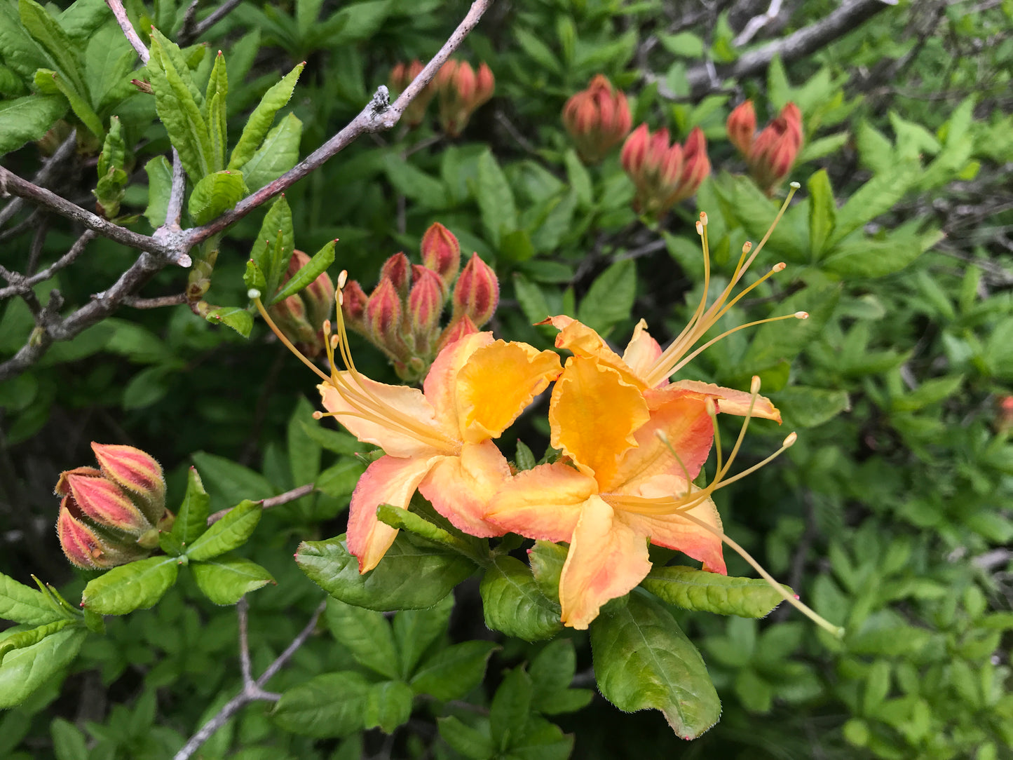 Flame azalea orange flower