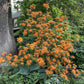 Flame azalea plant with orange flowers