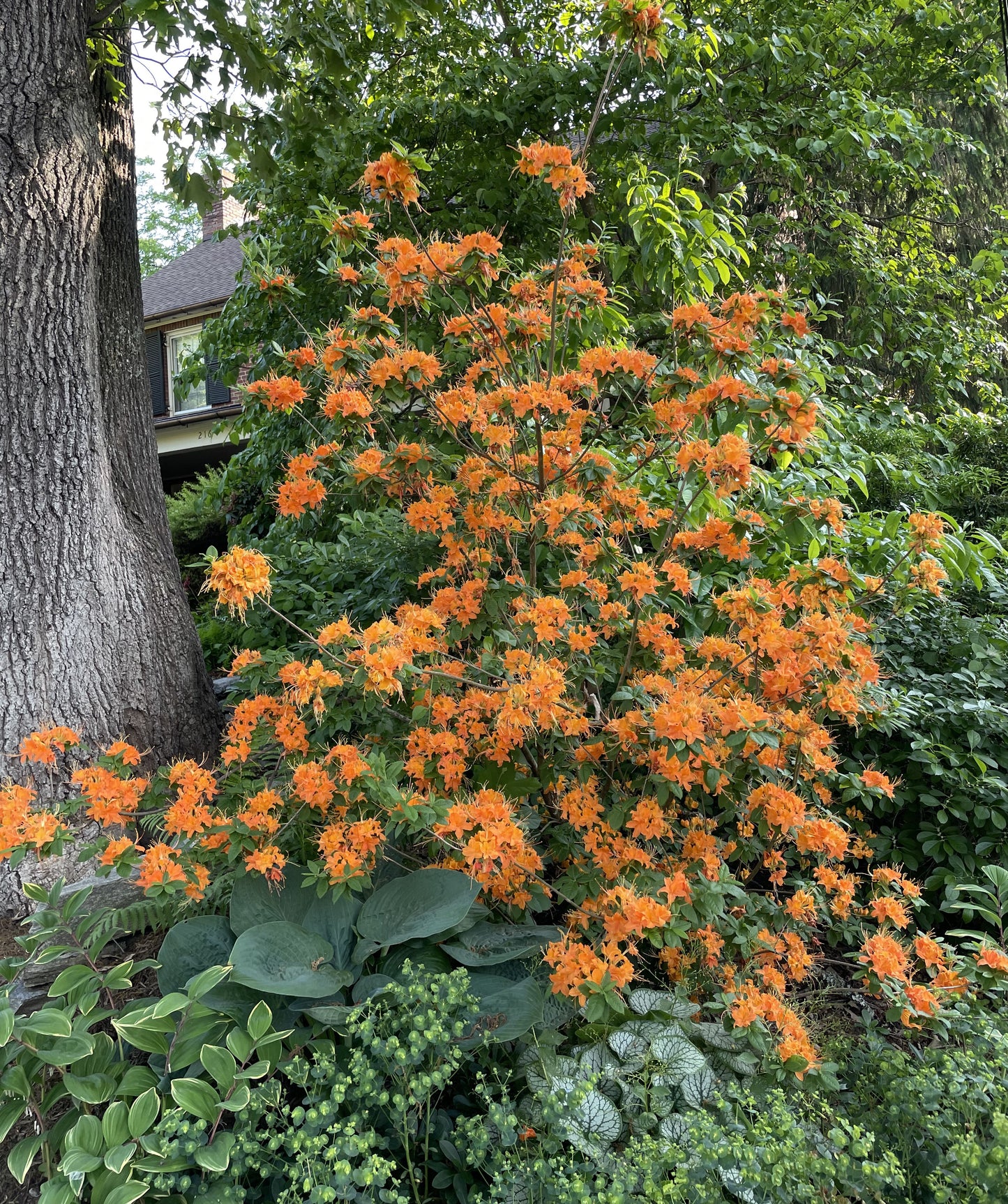Flame azalea plant with orange flowers