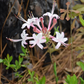 Cluster of flowers with natural background