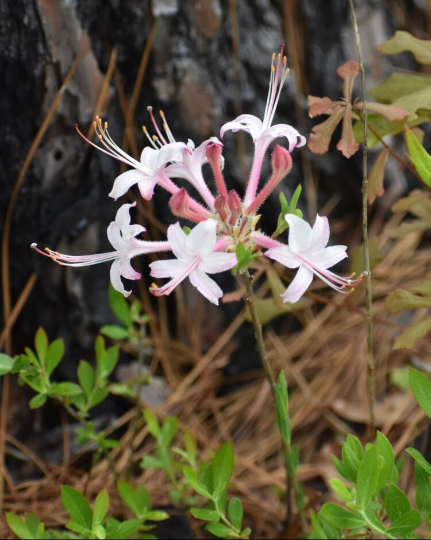rhododendron atlanticum Dwarf (Coastal) Azalea, Rhododendron atlanticum
