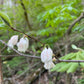 Solitary pale pink bell shaped flowers of Carolina silverbells, Halesia tetraptera, in a forest